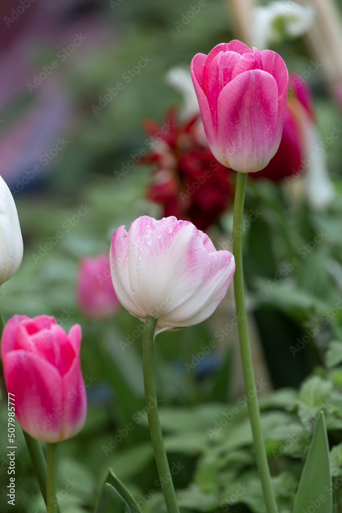 delicate white pink tulip, after the rain