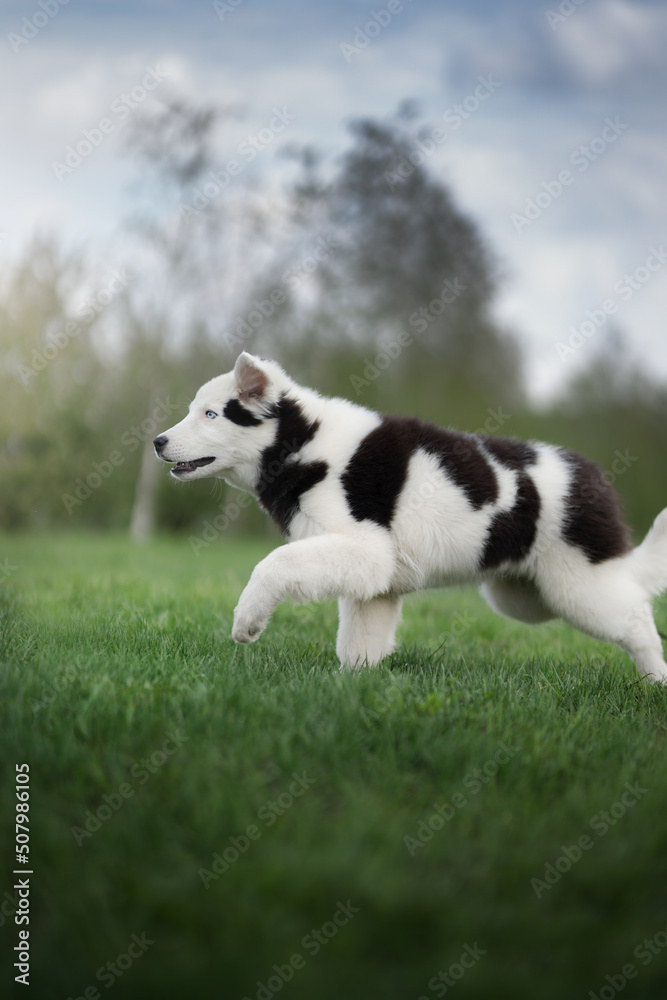 Yakutian Laika. Puppy