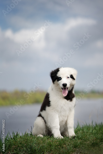 Yakutian Laika. Puppy