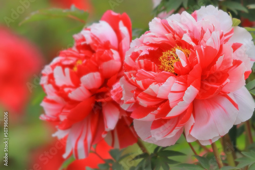 華やかな赤と白の牡丹の花