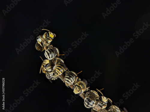 A group of Lipotriches (sweat bees) resting on a tree branch photo