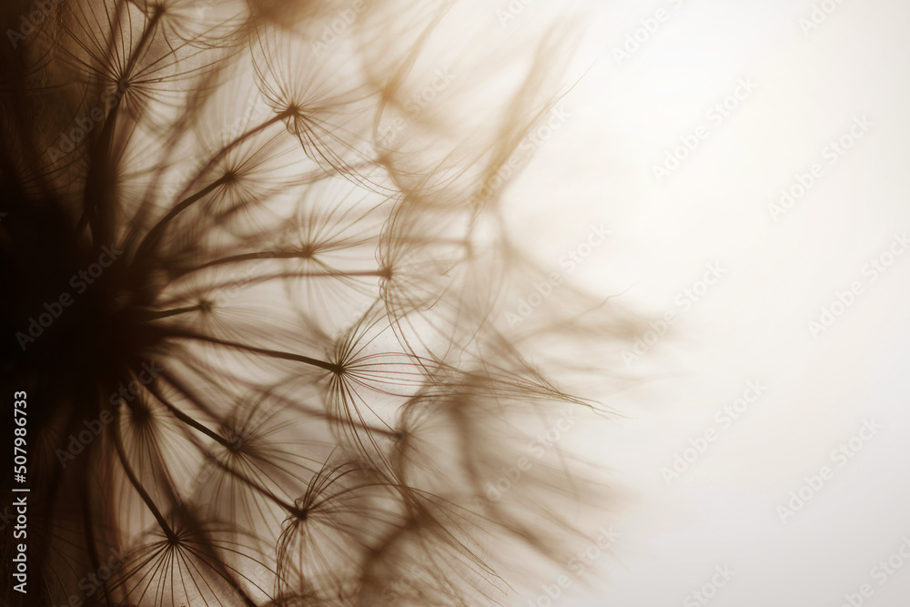 Obraz premium Abstract dandelion flower background. Dandelion. Macro.
