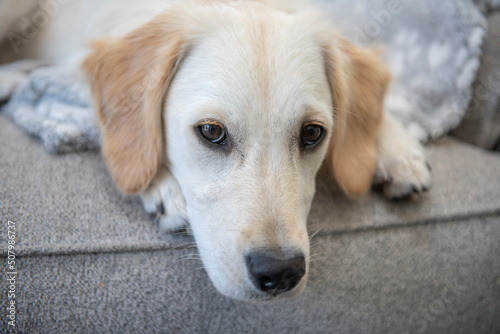 Close up of cute golden retriever puppy looking upset and sad laying on a settee