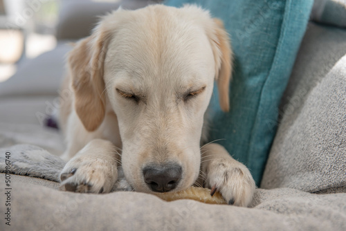 Young golden retriever puppy falling asleep eating a dog treat chew