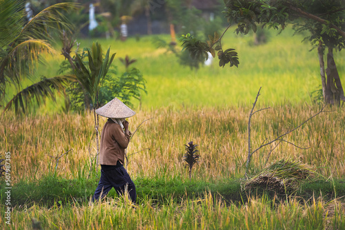 Rice Farming Landscape Scene. A farmer woman working on a paddy field in Asia. 