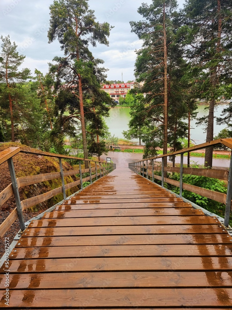 boardwalk in the forest