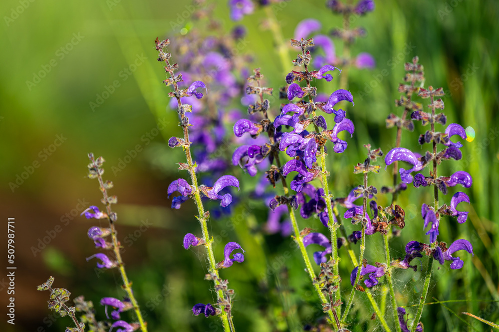 Beautiful flower background. The meadow sage, meadow clary, Salvia pratensis. Beautiful flower background. The meadow sage, meadow clary, Salvia pratensis.