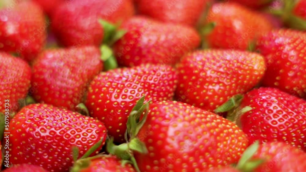 Ripe Strawberries, Macro. Red Fresh Berries, Strawberries, Rotation. Background from Harvest of Strawberries. Lots of Strawberries Isolated. Vitamin Vegetarian Food and Diet. Ripe Strawberries, Macro. Red Fresh Berries, Strawberries, Rotation. Background from Harvest of Strawberries. Lots of Strawberries Isolated. Vitamin Vegetarian Food and Diet.