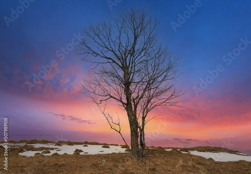 dead tree on sunset sky background