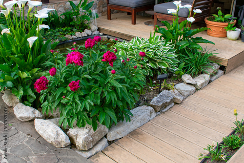 Ornamental plants for garden and pond decoration. Red peonies and white zantedeschia around the pond and walkways. A place for rest and relaxation. Patio decoration.