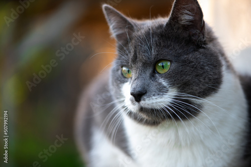 Cute cat with green eyes sitting in garden outdoor