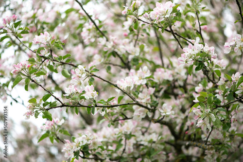 Blooming apple trees. White flowers on apple trees in garden. Spring garden with blooming plants.