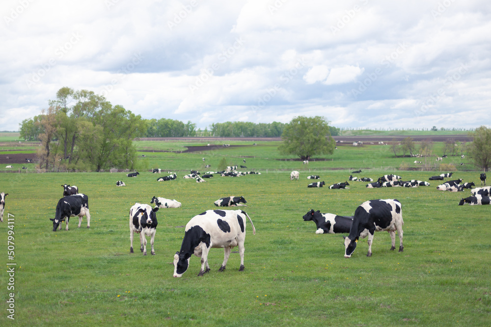 A herd of black and white cows grazing on a spring field A herd of black and white cows grazing on a spring field