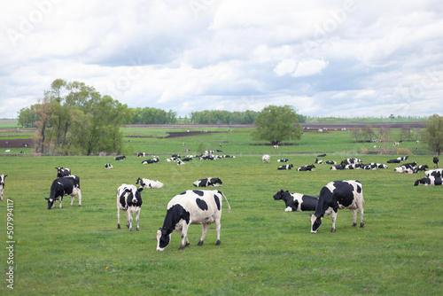 A herd of black and white cows grazing on a spring field