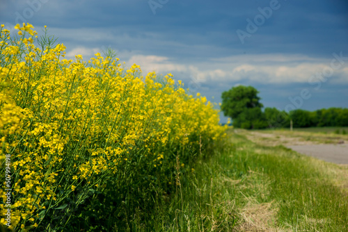 Rapeseed field of yellow flowers