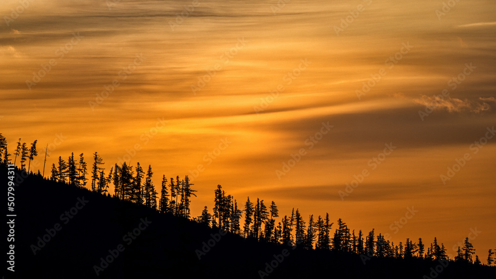 Trees silhouettes in the mountains against the sunrise. The Tatra Mountains, Slovakia.