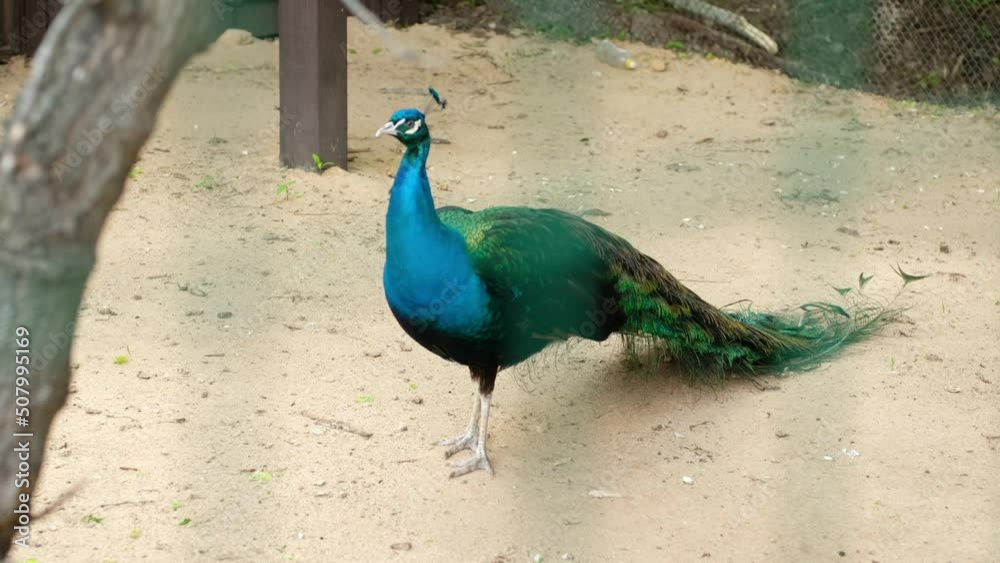 Beautiful peacock with a folded tail in a zoo in a cage. Beautiful peacock with a folded tail in a zoo in a cage.