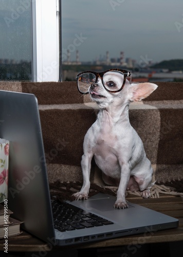 A small purebred puppy of white chihuahua dog with funny muzzle wears in modern office eyeglasses sits looking to the laptop near the window at the school office posing waiting for the fist lesson. © Sergei