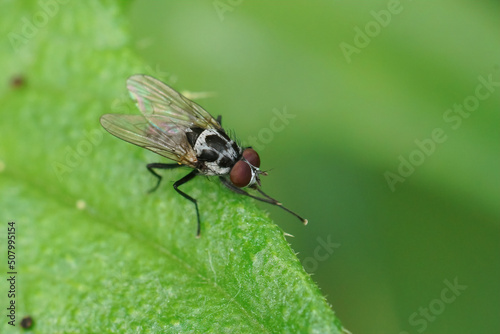 Closeup on a grey black patterned fly, Anthomyia procellaris, Sitting on a green leaf