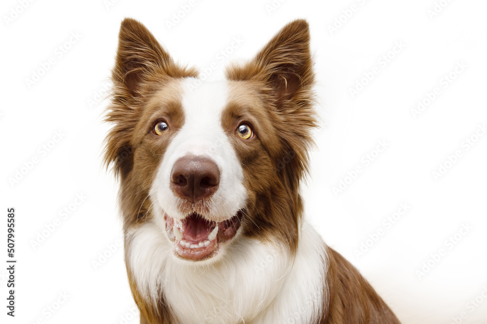 Happy and atttentive border collie dog. Isolated on white background