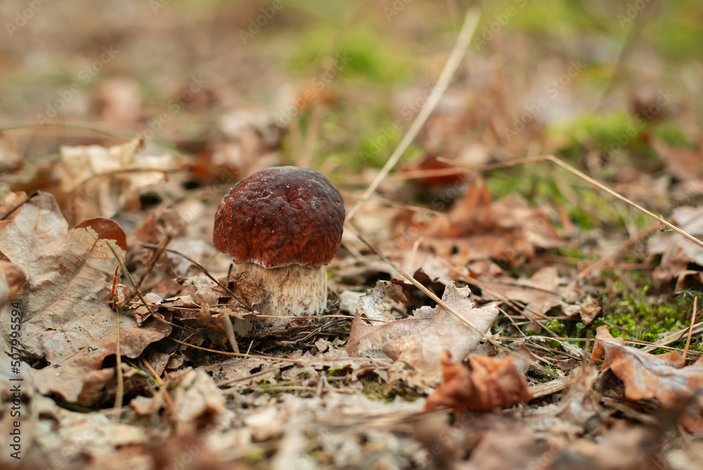 Beautiful small boletus mushroom growing in foliage of maple and oak trees. Small mushroom with dark-red cap Beautiful small boletus mushroom growing in foliage of maple and oak trees. Small mushroom with dark-red cap