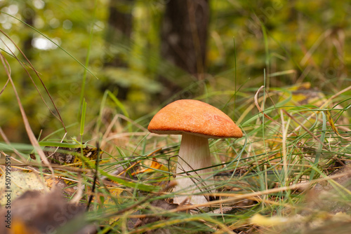 Orange-cap boletus growing in forest. Fresh mushroom found in grass