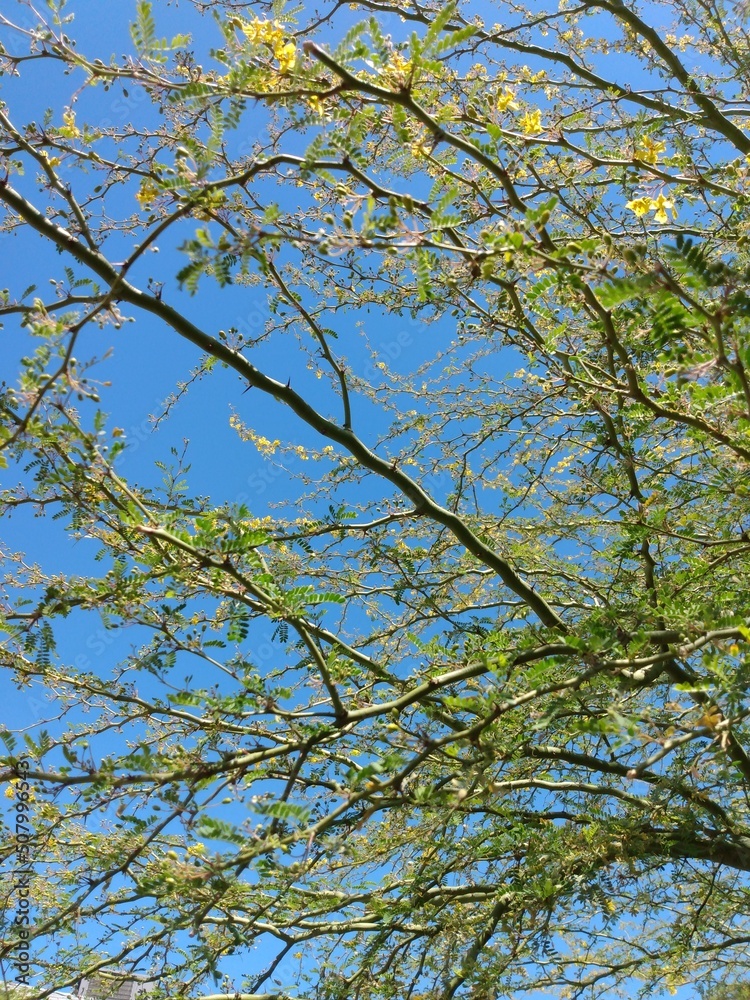 Obraz premium Palo Verde Tree