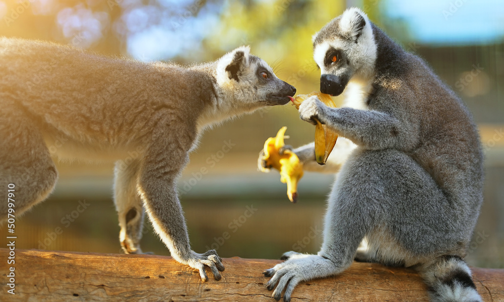Lemurs eating banana in national park. Lemuroidea. - obrazy, fototapety, plakaty 