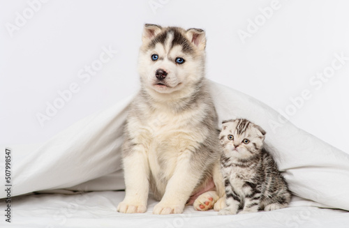 A small blue-eyed husky puppy and a tabby kitten of a Scottish breed sitting under a blanket at home
