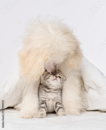 White fluffy poodle lying next to a tabby kitten under a blanket on the bed.