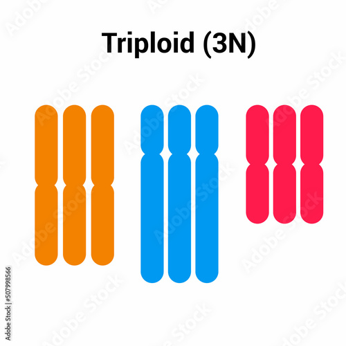 triploid (3n) types of polyploidy photo