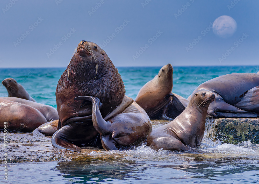Fototapeta premium A male sea lion on a breakwater among his harem, scratching his mane.