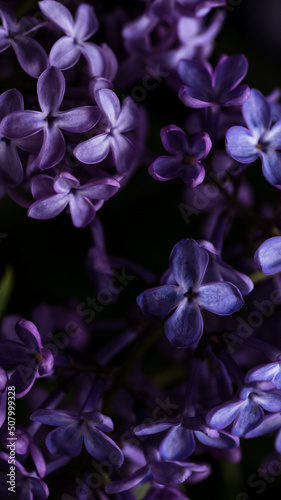 lilac flowers are large. floral background. purple petals