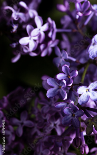 lilac flowers are large. floral background. purple petals