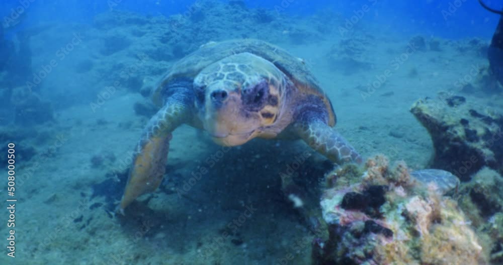 sea turtle underwater swim slow ocean scenery blue water sea turtle underwater swim slow ocean scenery blue water