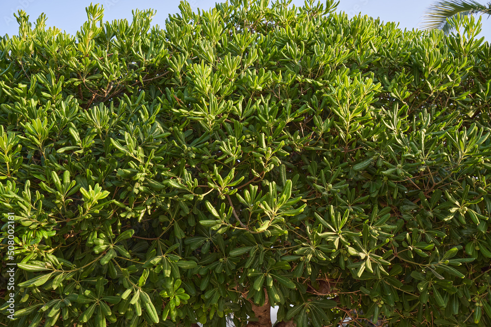Pittosporum bush with lush foliage in a home garden Pittosporum bush with lush foliage in a home garden