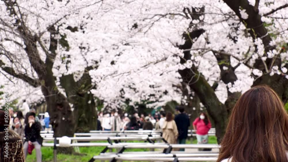 TOKYO, JAPAN - APRIL 2022 : Cherry blossoms at Chidorigafuchi area and unidentified crowd of people wearing masks to protect from Coronavirus. Japanese spring season in COVID-19 pandemic. Slow motion. TOKYO, JAPAN - APRIL 2022 : Cherry blossoms at Chidorigafuchi area and unidentified crowd of people wearing masks to protect from Coronavirus. Japanese spring season in COVID-19 pandemic. Slow motion.