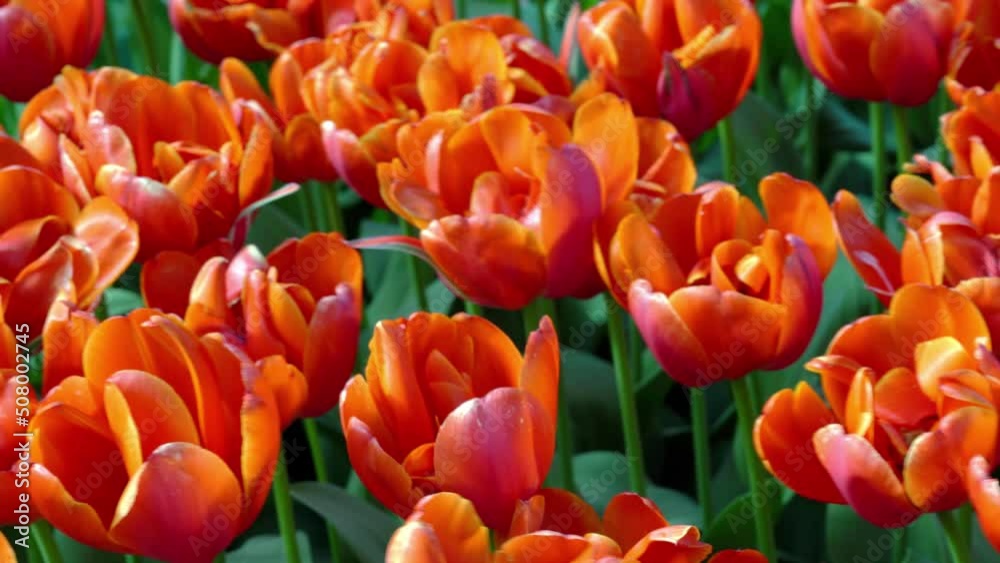 Red tulip field swing on the wind. Natural Red tulip field swing on the wind. Natural