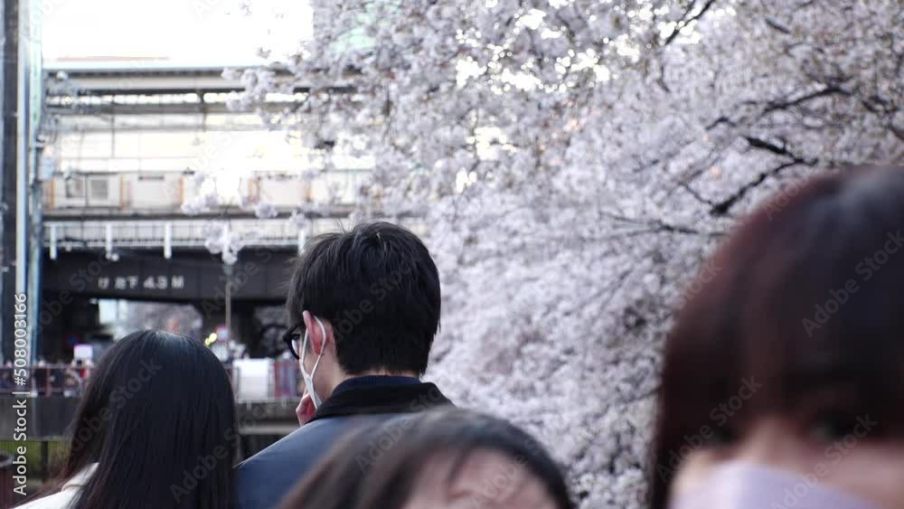 NAKAMEGURO, TOKYO, JAPAN - APR 2022 : Cherry blossoms at Meguro river and unidentified people wearing masks to protect from Coronavirus. Japanese spring season in COVID-19 pandemic. Slow motion shot. NAKAMEGURO, TOKYO, JAPAN - APR 2022 : Cherry blossoms at Meguro river and unidentified people wearing masks to protect from Coronavirus. Japanese spring season in COVID-19 pandemic. Slow motion shot.