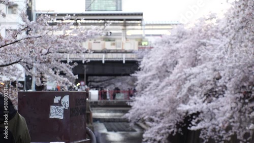 NAKAMEGURO, TOKYO, JAPAN - APRIL 2022 : View of Cherry blossoms at Meguro river and unidentified people enjoying the scenery. Japanese spring season concept video. Slow motion shot. photo