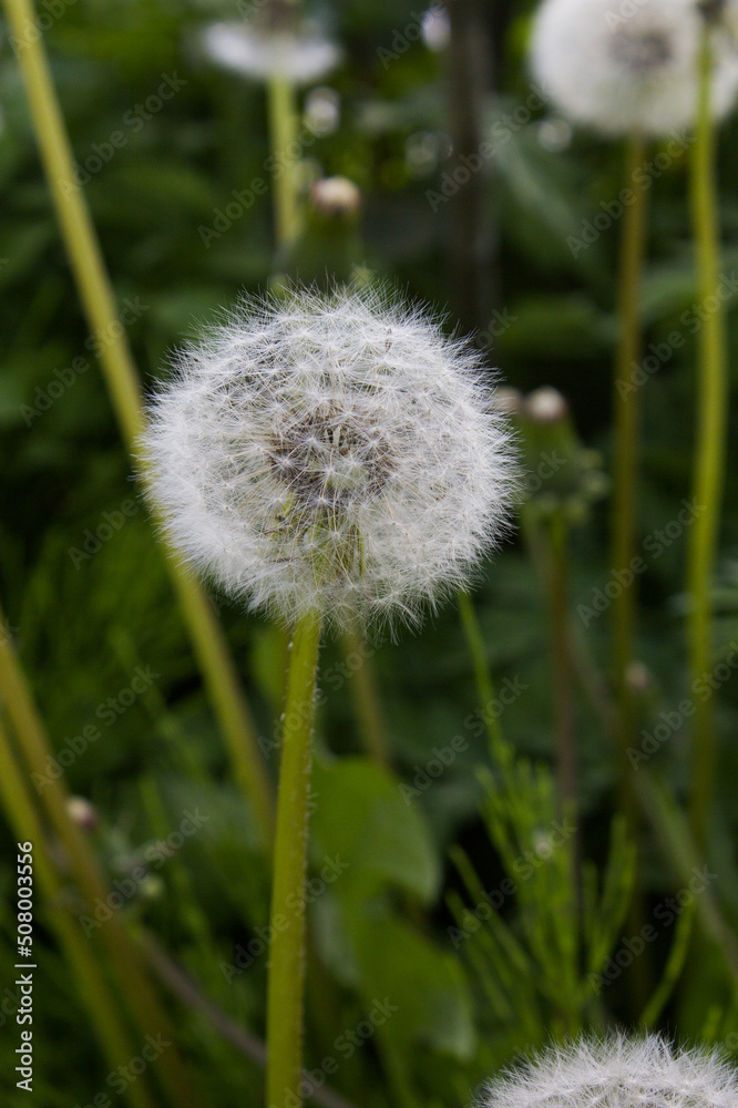 Dandelion with seeds blowing away in the wind. Dandelion seeds in nature on green background Dandelion with seeds blowing away in the wind. Dandelion seeds in nature on green background