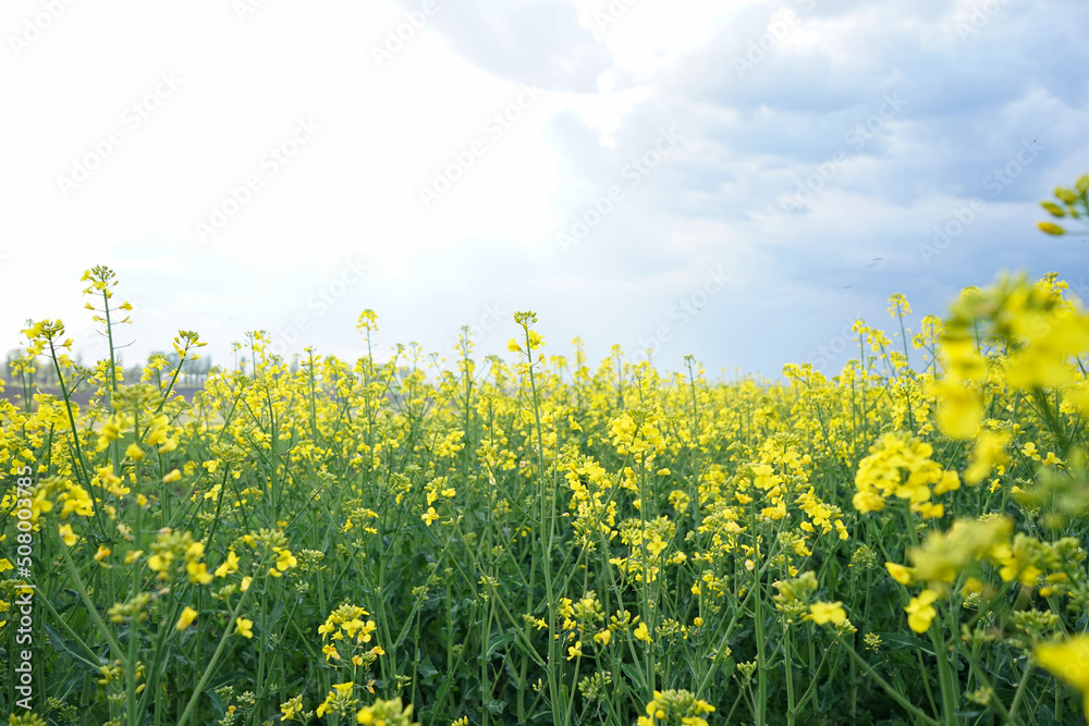 Agricultural field with rapeseed plants. Rape flowers in strong sunlight. Nature background.