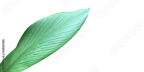 Isolated turmeric and curcuma aeruginosa leaf with clipping paths.