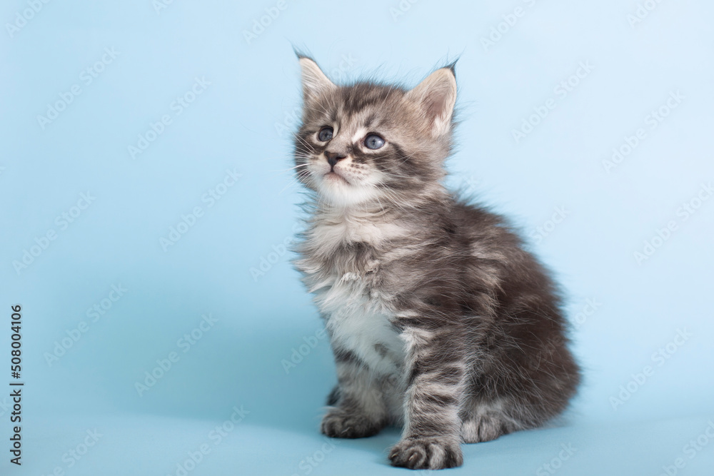 Beautiful fluffy gray Maine Coon kittens on a blue background. Cute pets.