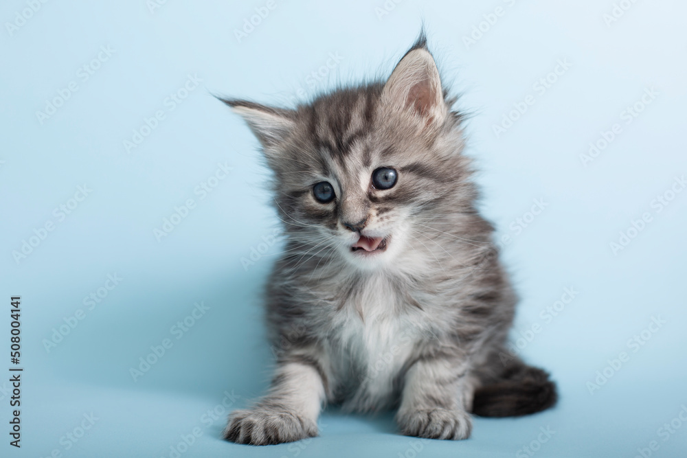 Beautiful fluffy gray Maine Coon kittens on a blue background. Cute pets.