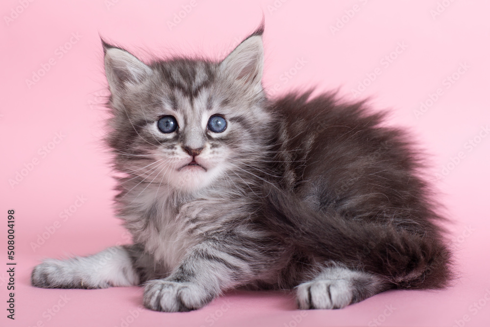 Beautiful fluffy gray Maine Coon kittens on a pink background. Cute pets. Beautiful fluffy gray Maine Coon kittens on a pink background. Cute pets.