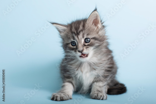 Beautiful fluffy gray Maine Coon kittens on a blue background. Cute pets.