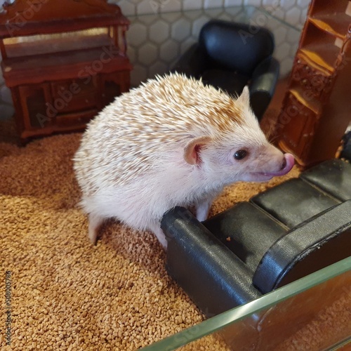 hérisson mignon, hérisson qui se leche les babines photo