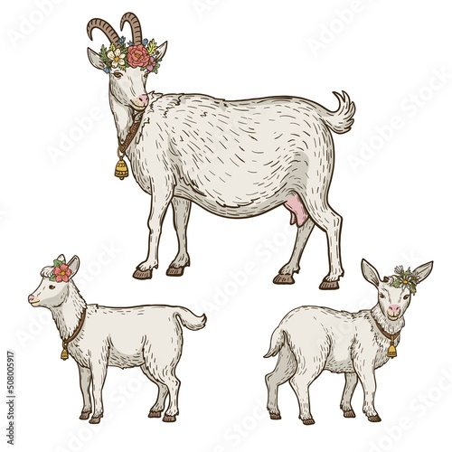 Set of goats with floral wreath and bell on the neck, animal husbandry, hand drawn illustration