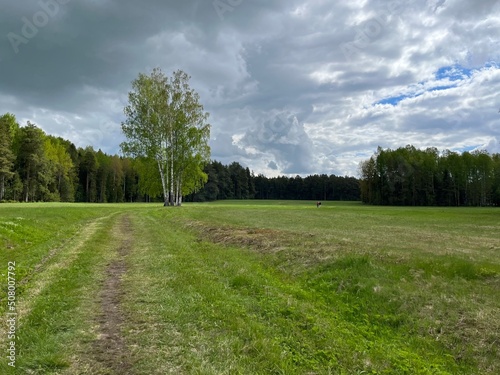 green field and forest background, cloudy sky © Oksana